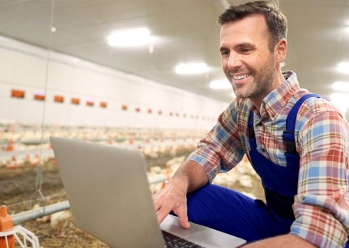 Inovações tecnológicas no mercado de ovos: rumo ao futuro