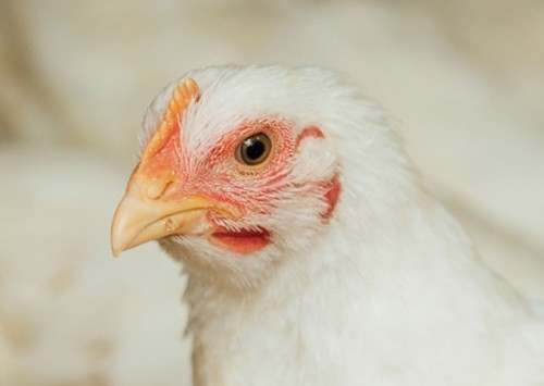 A ambiência estratégica na postura comercial é fundamento para a produtividade e o bem-estar animal