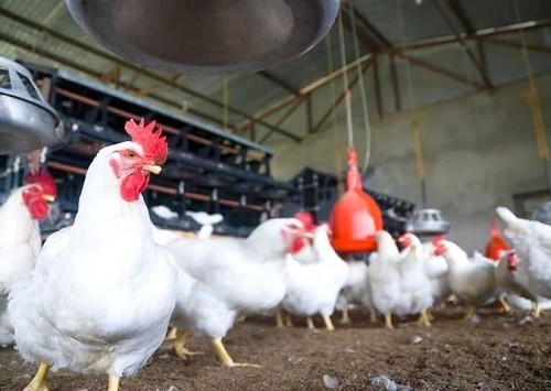 Asgav intensifica campanha de biosseguridade e amplia comunicação em rádios no Rio Grande do Sul