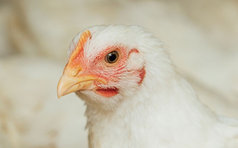 A ambiência estratégica na postura comercial é fundamento para a produtividade e o bem-estar animal